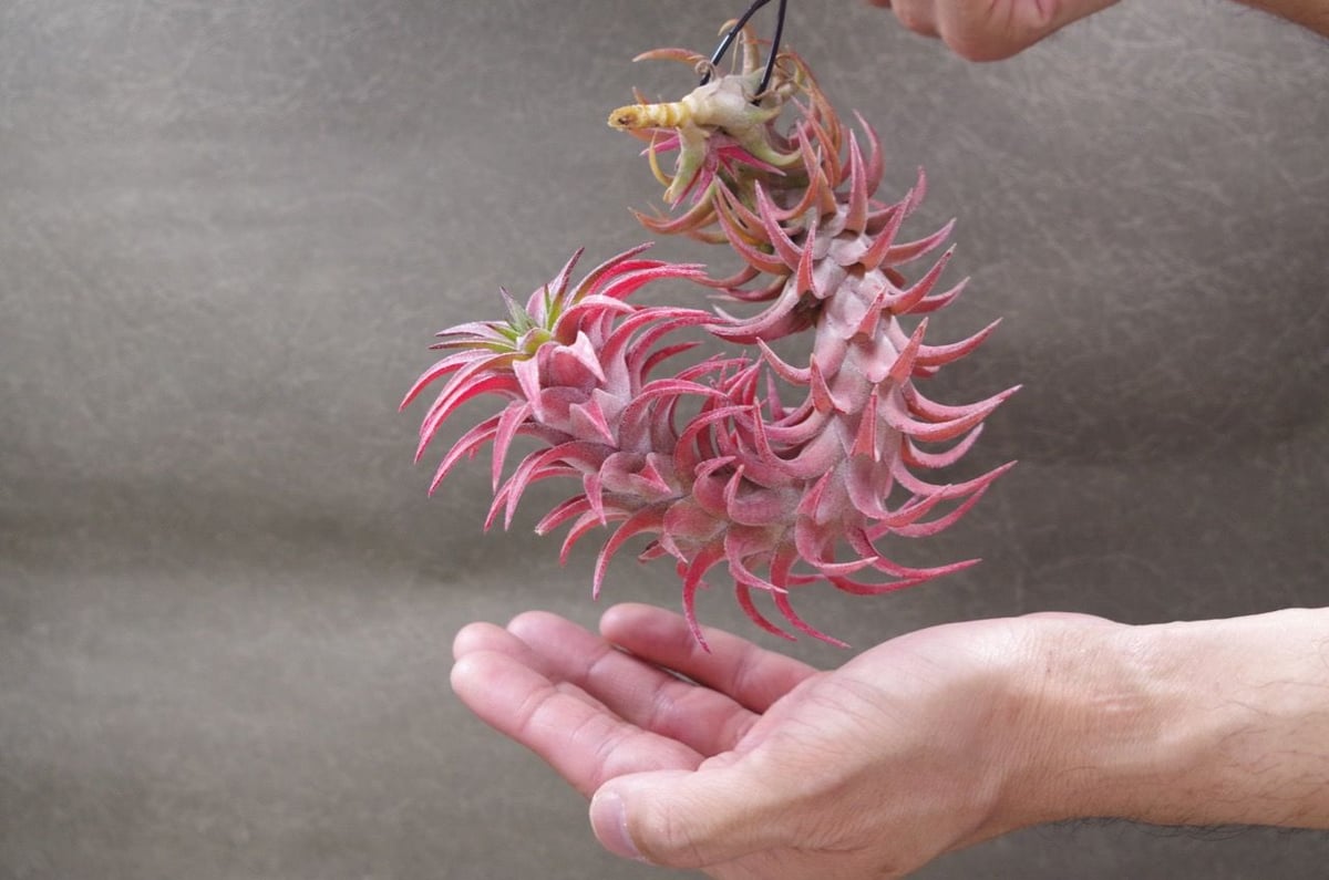 T. ‘Hawaiian Peach’(バンハイニンギー) T. 'Hawaiian Peach'(バンハイニンギー)