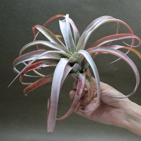 エアプランツ チランジア ココナッツグローブ 特大 エアプランツ チランジア 超絶希少‼️ ココナッツグローブ size超特大