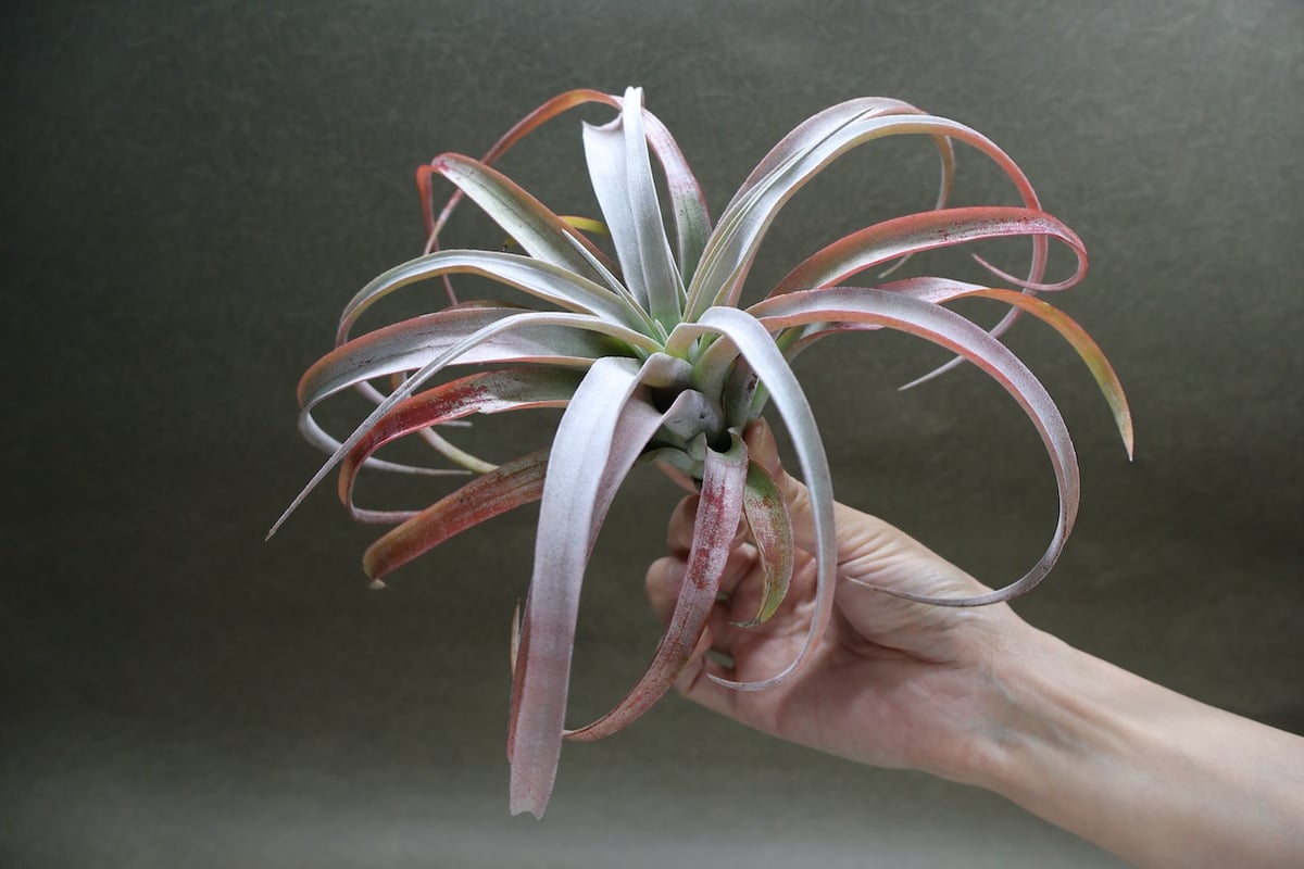 ココナッツグローブ（ チアペンシス × カピタータレッド ) 15号 | air