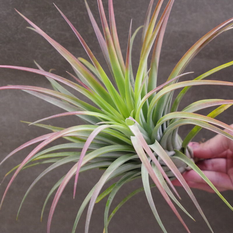 カピタータ オレンジ × イオナンタ 04号 | air-plants TENGU-DO