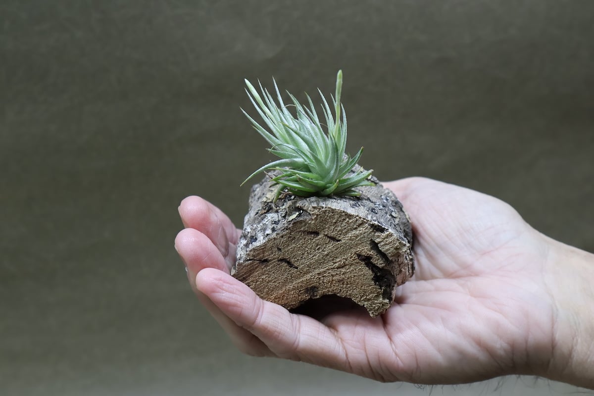 ロリアセア クランプ 14号 | air-plants TENGU-DO