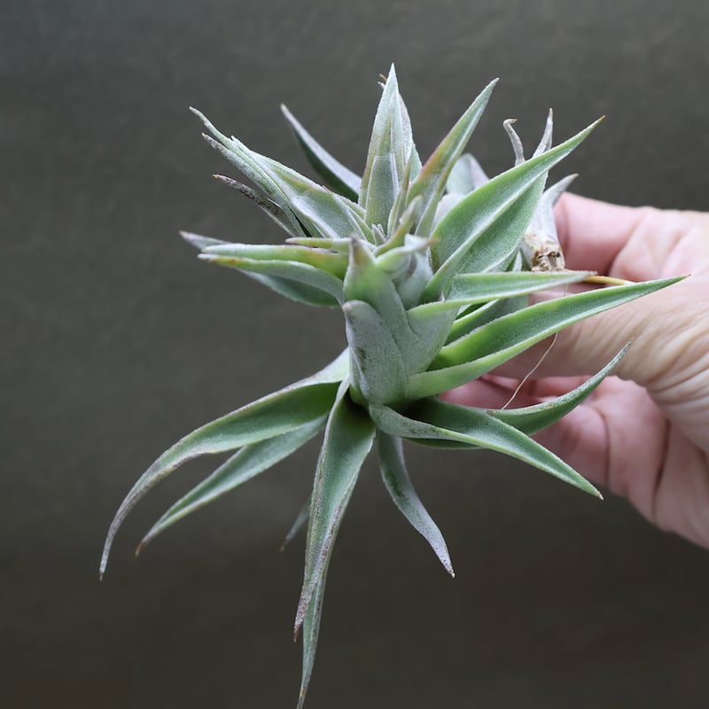 エディシアエ 49号 | air-plants TENGU-DO