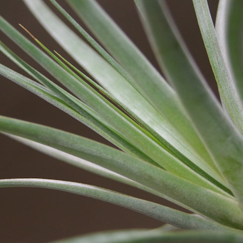 チランジア　ハリスコ-モンティコラ ハリスコモンティコラ 03号 | air-plants TENGU-DO
