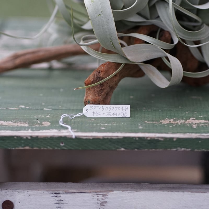 スタッフ特選】キセログラフィカ 花芽付き B号 | air-plants