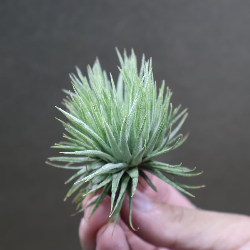 イオナンタ モンストローサ 17号 | air-plants TENGU-DO