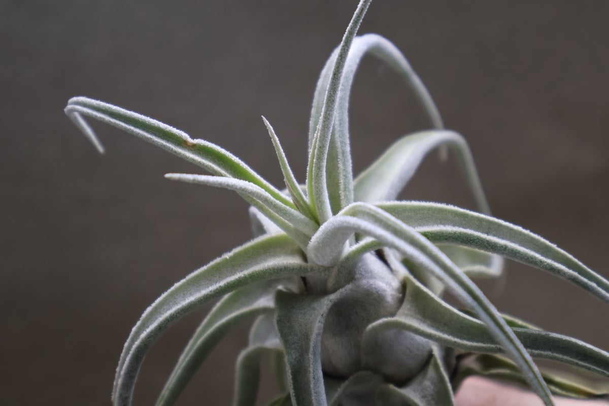 チランジア ルシール チランジア ルシール Tillandsia Lucille 親株が開花してから2年