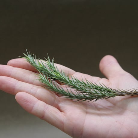 STORES ガーデニングの検索結果