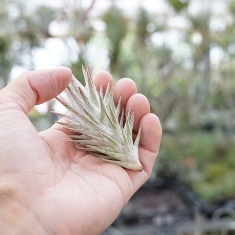 CATEGORY 品種名：I/J/K/L | air-plants TENGU-DO