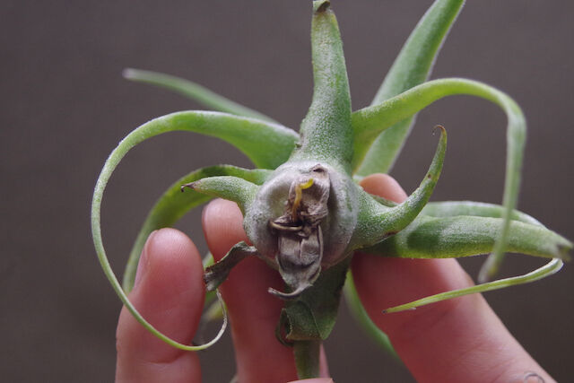 ティランジア【即日発送】Tillandsia diguetii (ディグエティ