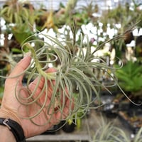 イオナンタ ヘッジホッグ T.I. 04号 | air-plants TENGU-DO