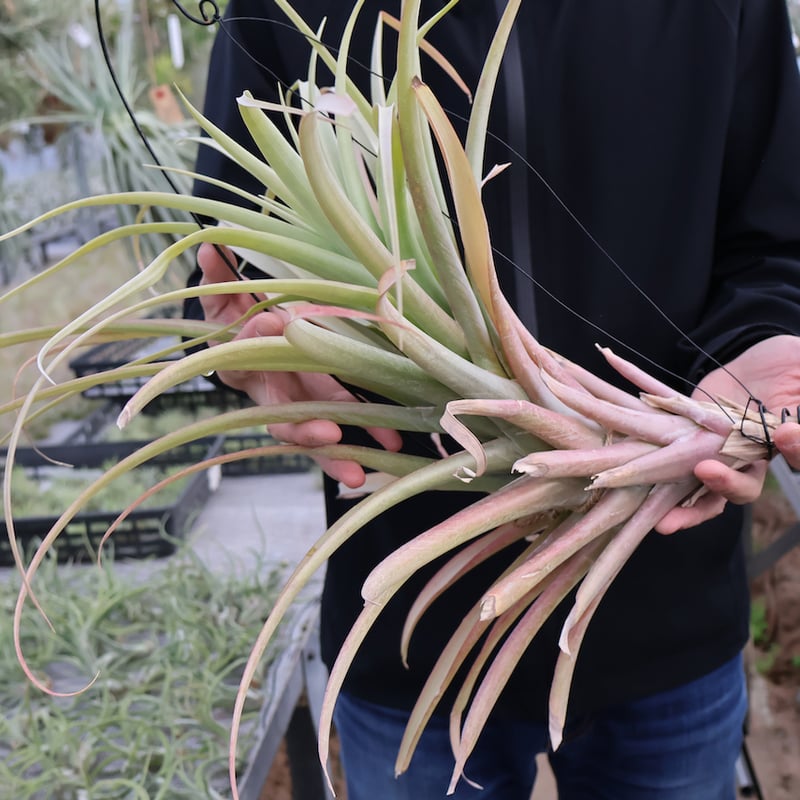 大株　ティランジア　ロドセファラ　チランジア　エアープランツ 楽天市場】【ケース販売：6入】 チランジア（キセログラフィカ） L