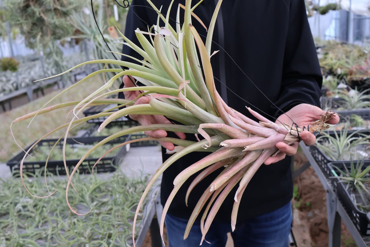 ロドセファラ 01号 | air-plants TENGU-DO