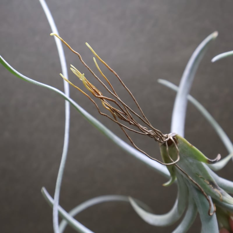 エクセルタ 16号 | air-plants TENGU-DO