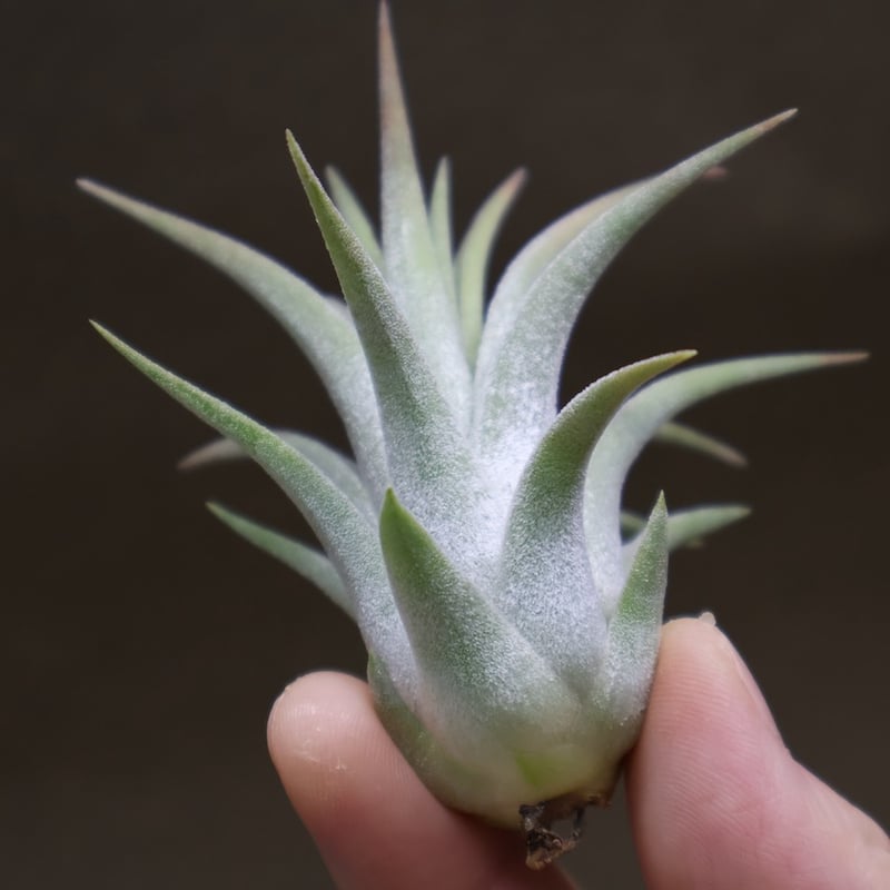 イオナンタ ヘッジホッグ T.I. 04号 | air-plants TENGU-DO