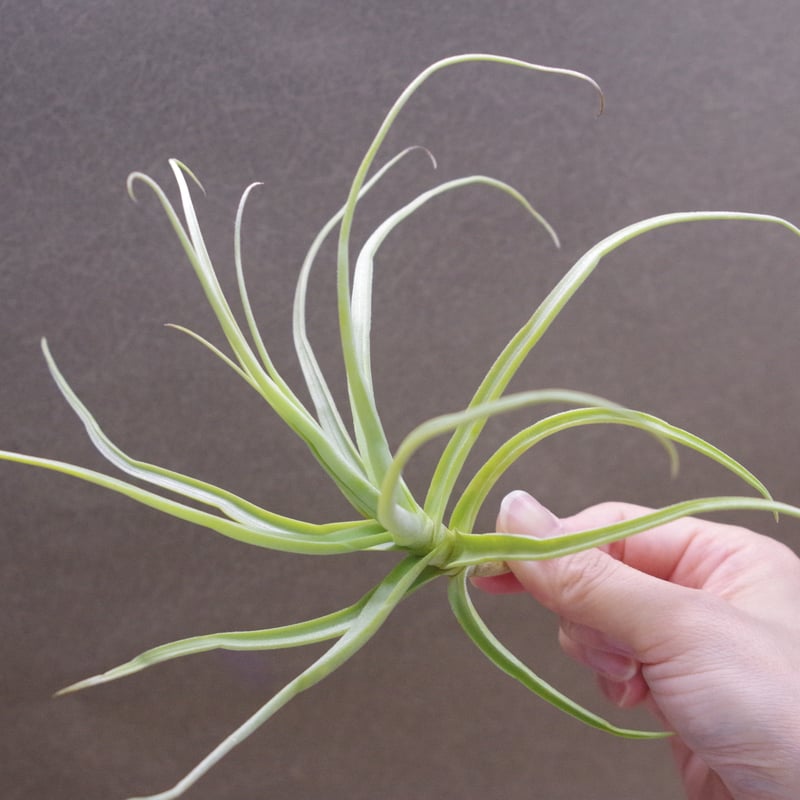 ストレプトカルパ02号 | air-plants TENGU-DO