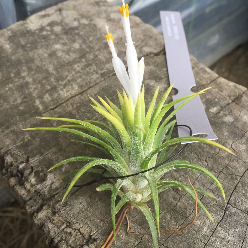 イオナンタ　バンハイニンギー　と　アルビノ チランジア ／ イオナンタ アルビノ (T.ionantha 'Albino