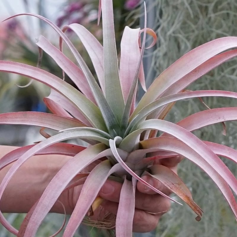 スタッフ特選】ココナッツ・グローブ XL | air-plants TENGU-DO