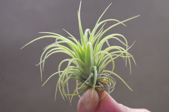 ストレプトフィラ x イオナンタ ウアメルラ 01号 | air-plants TENGU-DO
