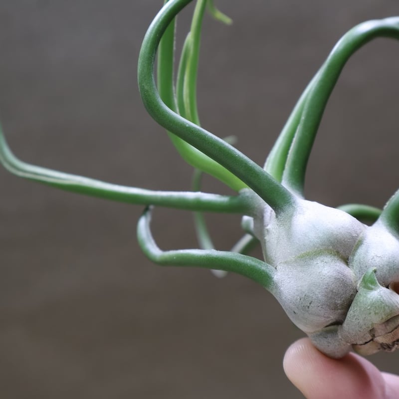 ブルボーサ ジャイアント70号 | air-plants TENGU-DO
