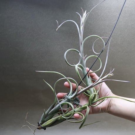 air-plants TENGU-DO air-plants TENGU-DO