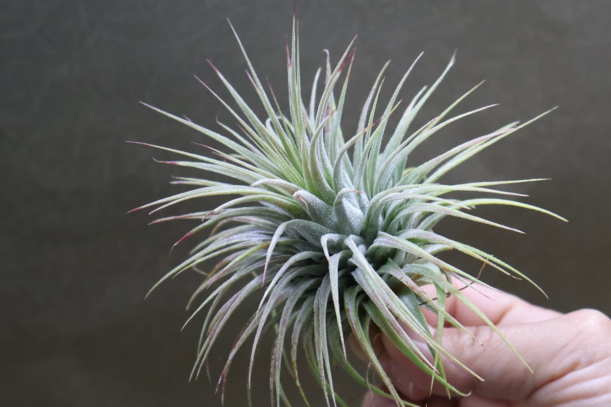 チランジア イオナンタ スノーボール イオナンタ スノーボール 02号 | air-plants TENGU-DO