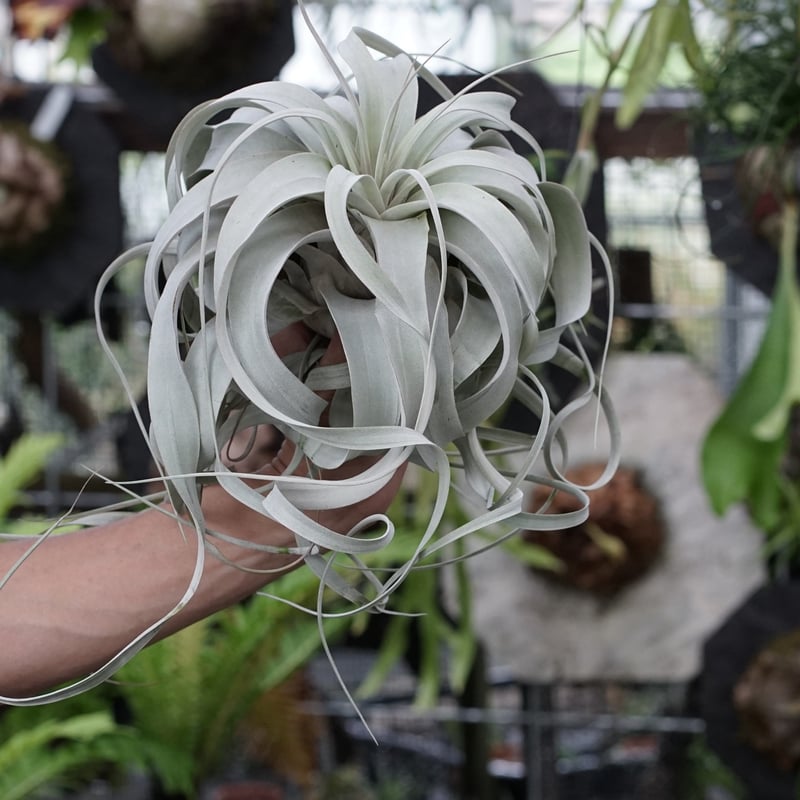 スタッフ特選】キセログラフィカ ロングリーフ A号 | air-plants TENGU-DO