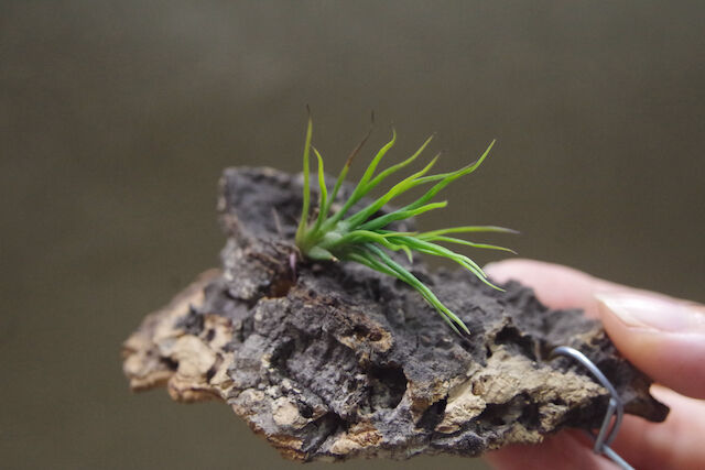 イッツィービッツィー 02号 | air-plants TENGU-DO