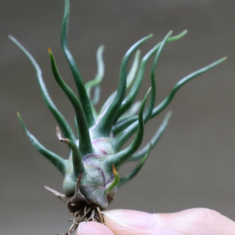 ブルボーサ タイニーダンサー | air-plants TENGU-DO