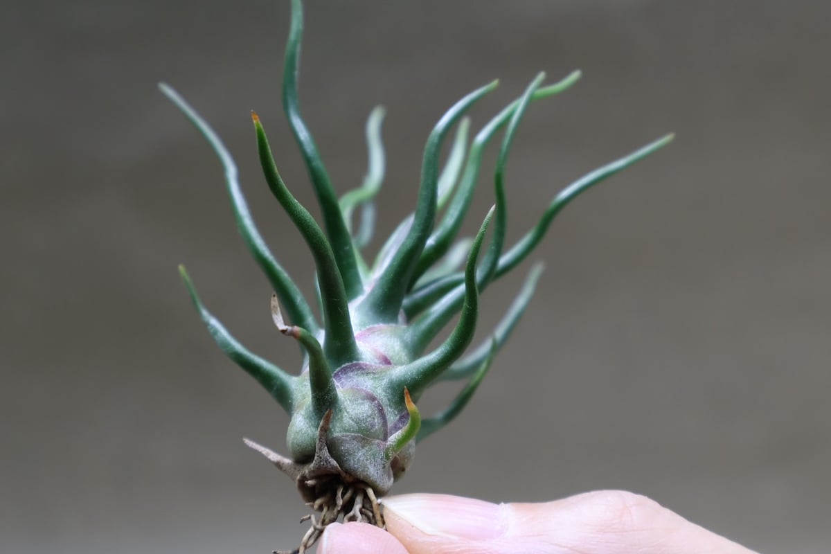 ティランジアペディセラタ　ブルボーサタイニーダンサーセット ティランジアペディセラタ ブルボーサタイニーダンサーセット Ꭲ