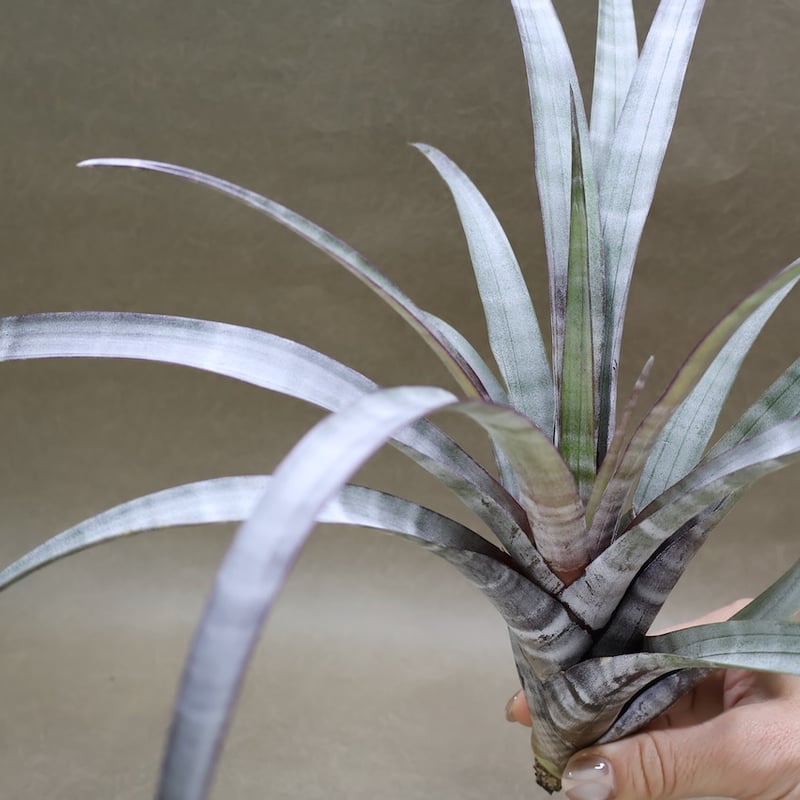 ヒルダエ 57号 | air-plants TENGU-DO