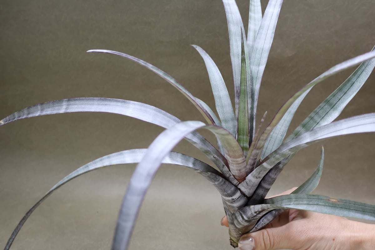 ヒルダエ 57号 | air-plants TENGU-DO