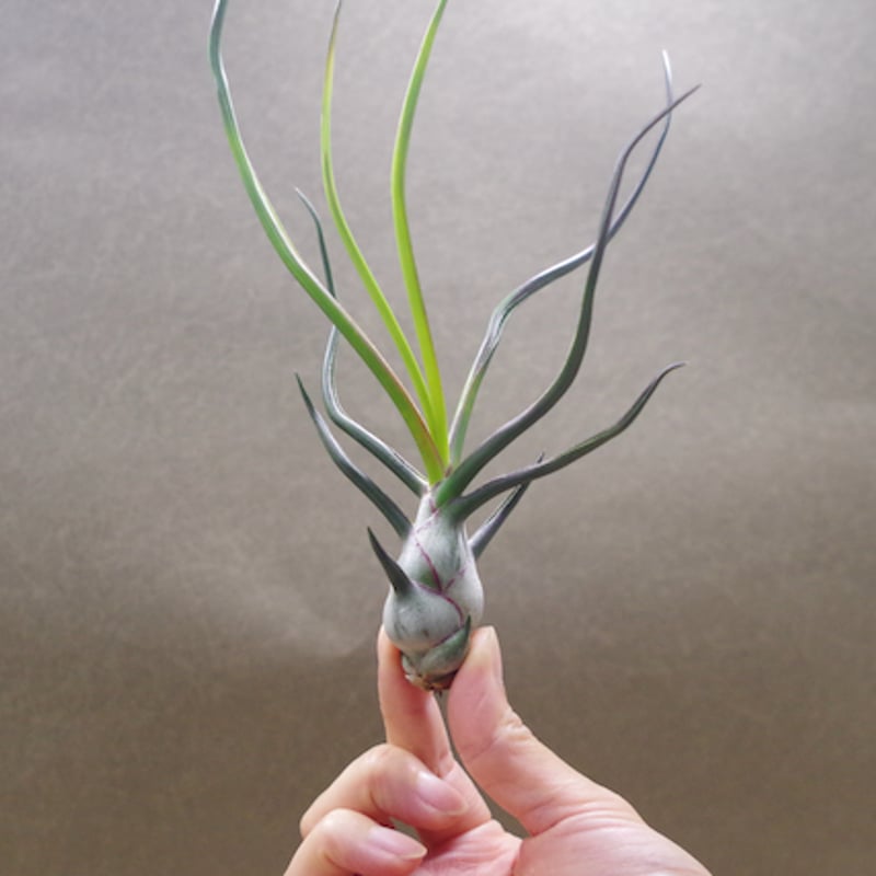 ブルボーサ ベリーズ（大型種）18号 | air-plants TENGU-DO