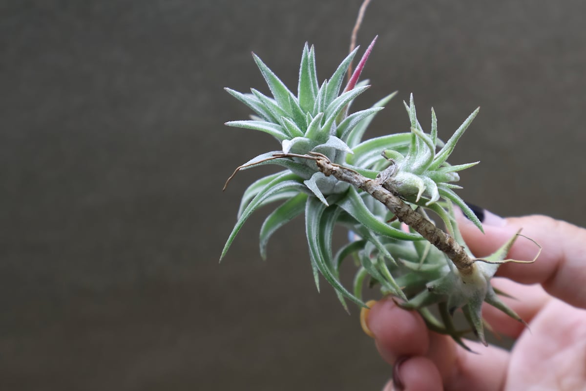 イオナンタ バンハイニンギー 48号 | air-plants TENGU-DO