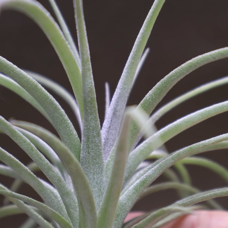 エクセルタ × イオナンタロン 04号 | air-plants TENGU-DO