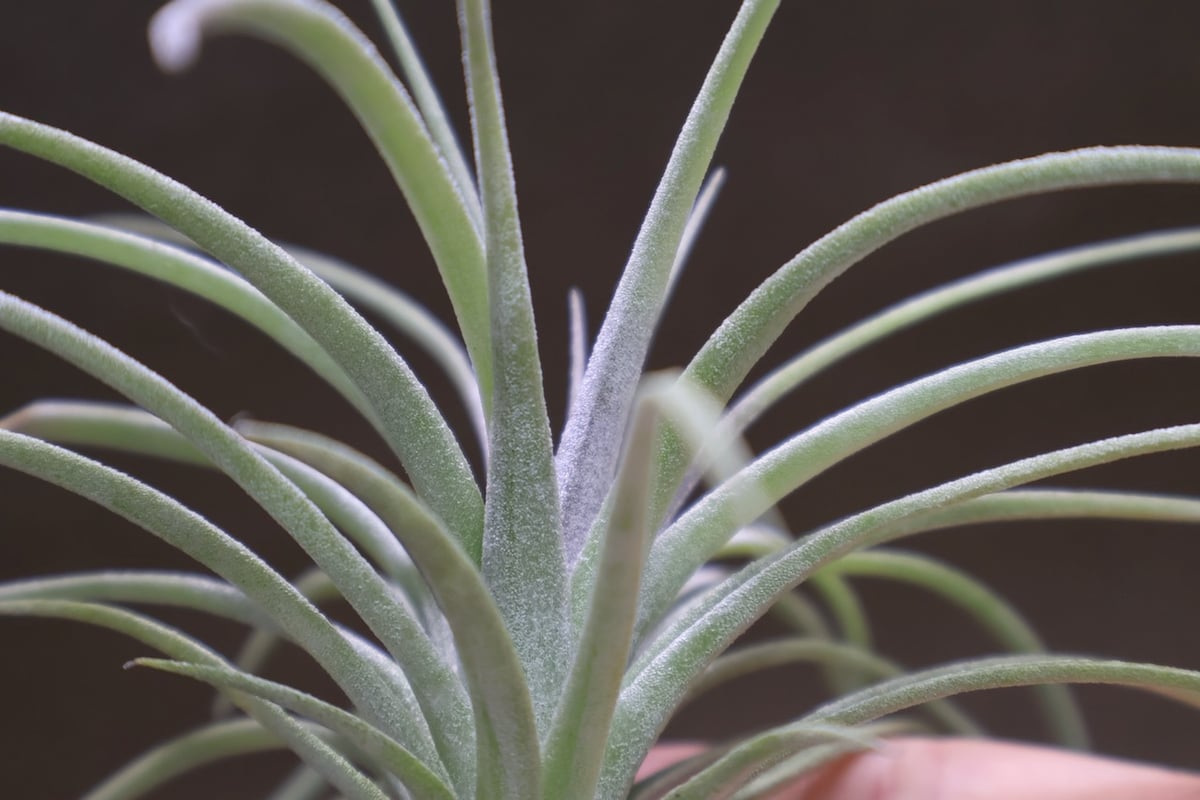 イオナンタ　ロン　レインフォレスト イオナンタ ロン レインフォレスト チランジア・イオナンタ