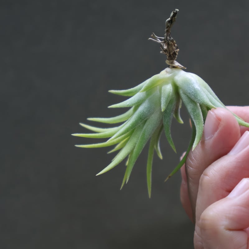 イオナンタブルーアイドドゥルイド 03号 | air-plants TENGU-DO
