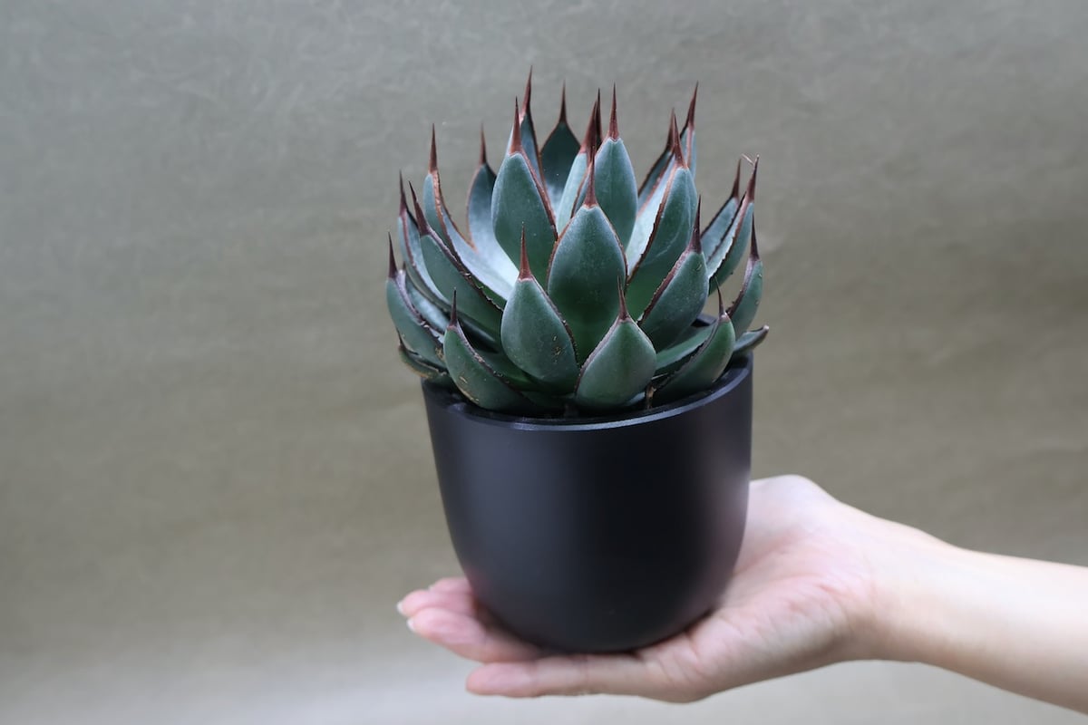 マンガべ プレイングハンズ 01号 | air-plants TENGU-DO