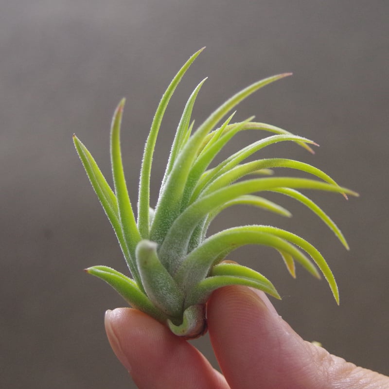 マヤンベース （ イオナンタ選抜種）Sサイズ11号 | air-plants TENGU-DO