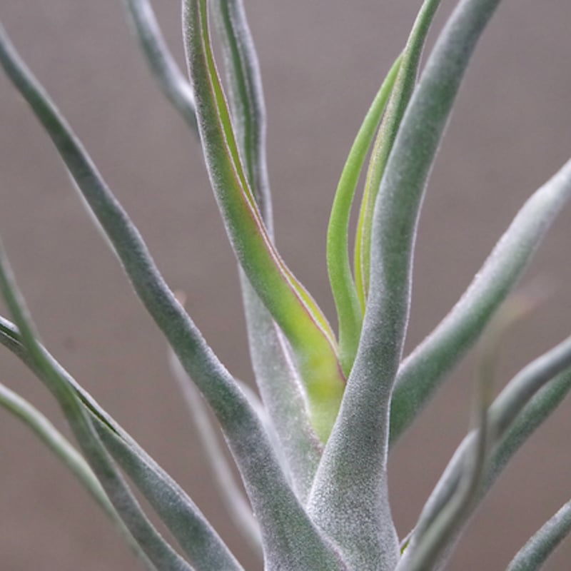 ショータイム × セレリアナ 01号 | air-plants TENGU-DO