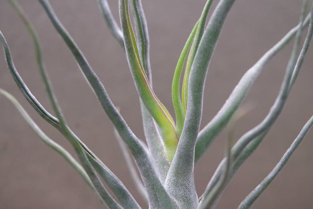 ショータイム × セレリアナ 01号 | air-plants TENGU-DO