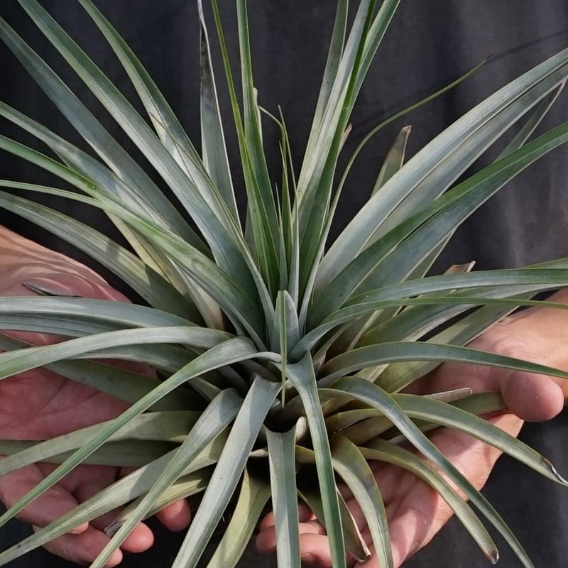 スタッフ特選】ファシクラータ・トリコロール 大株 | air-plants TENGU-DO