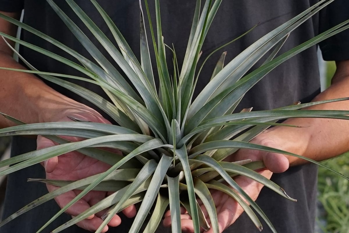 スタッフ特選】ファシクラータ・トリコロール 大株 | air-plants