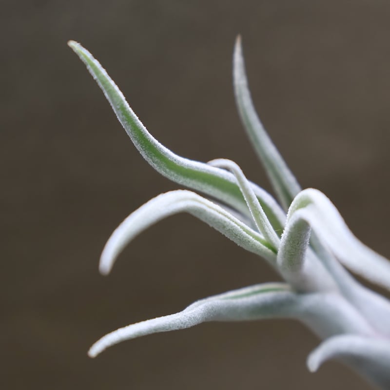 クラーケン 06号 | air-plants TENGU-DO