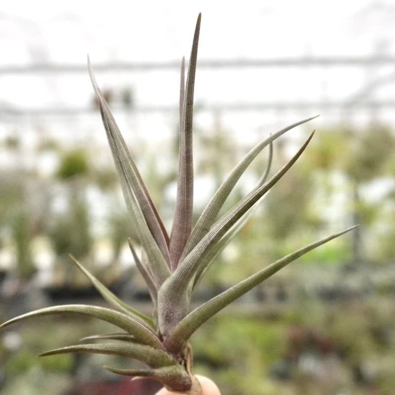 スタッフ特選】ゼチェリ | air-plants TENGU-DO