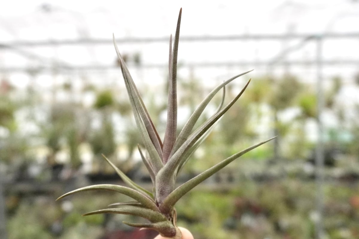 スタッフ特選】ゼチェリ | air-plants TENGU-DO