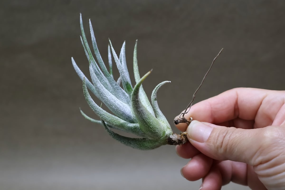 ミトラエンシス 09号 | air-plants TENGU-DO