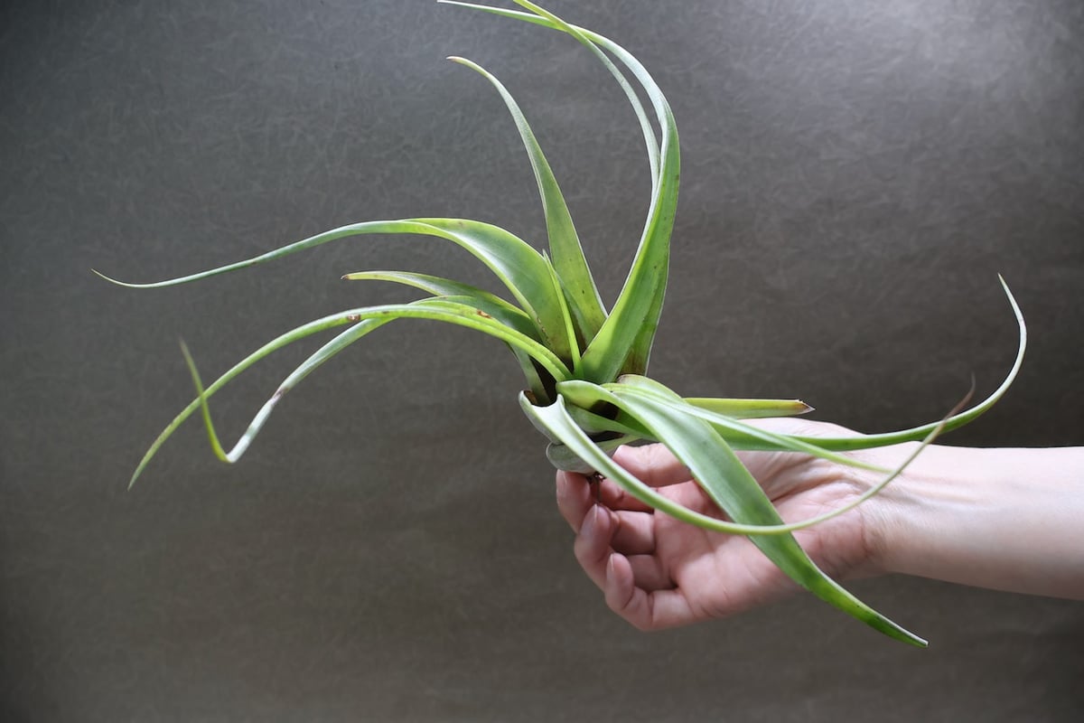 フレクスオーサ 15号 | air-plants TENGU-DO