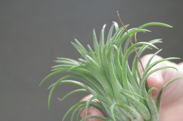 チランジアイオナンタトールベルベット石化