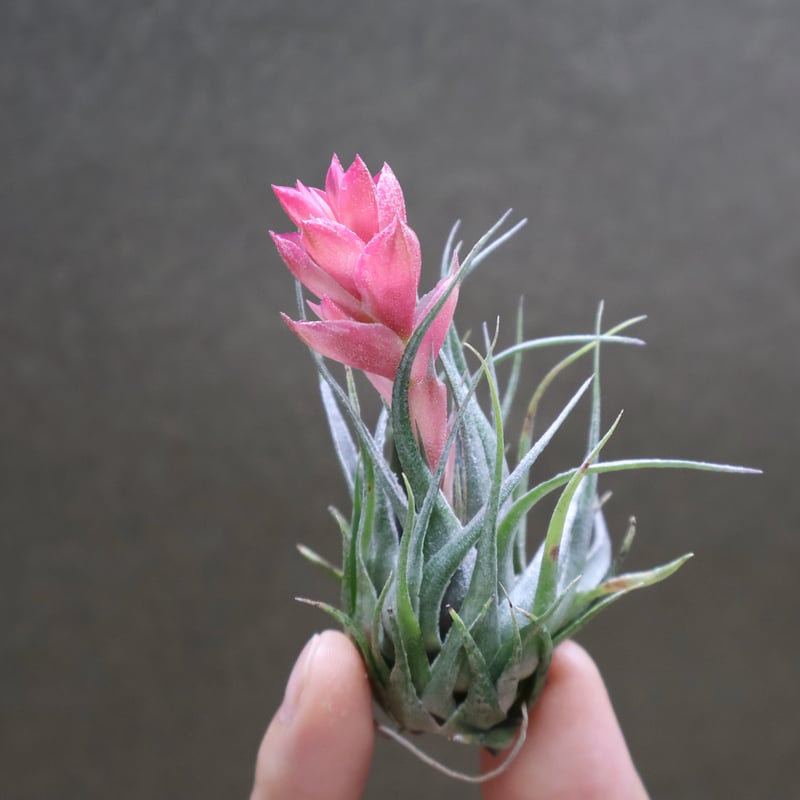 カウツキー 13号 | air-plants TENGU-DO