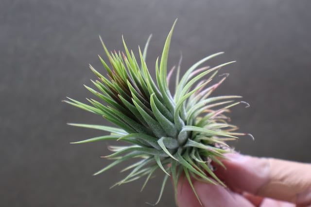 イオナンタ トーテムポール 01号 | air-plants TENGU-DO